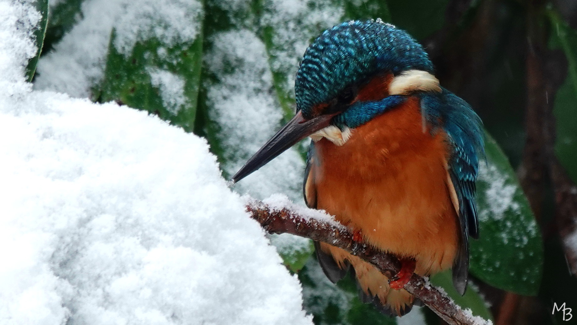 Marian Buurman - wachten op n visje. - 26.1.5;januari;winter;sneeuw;winter;wit;paleispark;vogel;jagen;prooi;